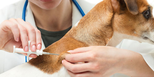 vacunas-para-perros
